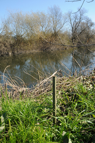 arroyo willow
