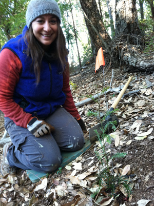 Karen planting redwood tree