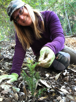 Ari planting redwood tree